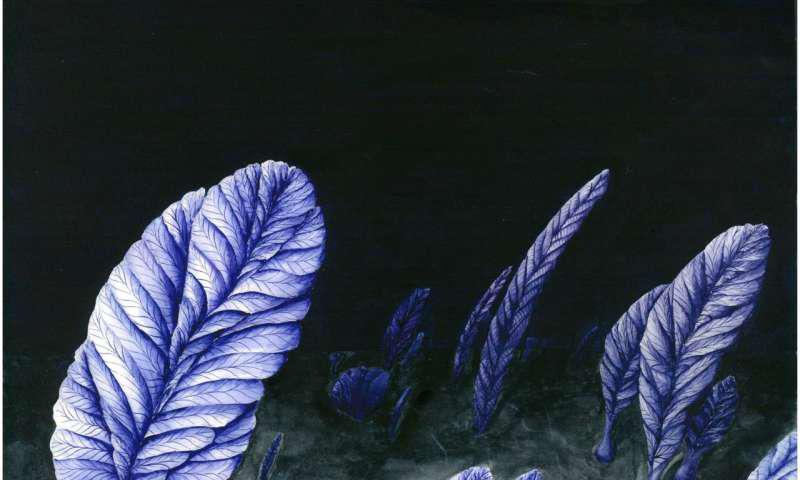 埃迪卡拉生物群出现于()。(为什么说埃迪卡拉生物群奇妙无比)-第1张图片-波音达百科