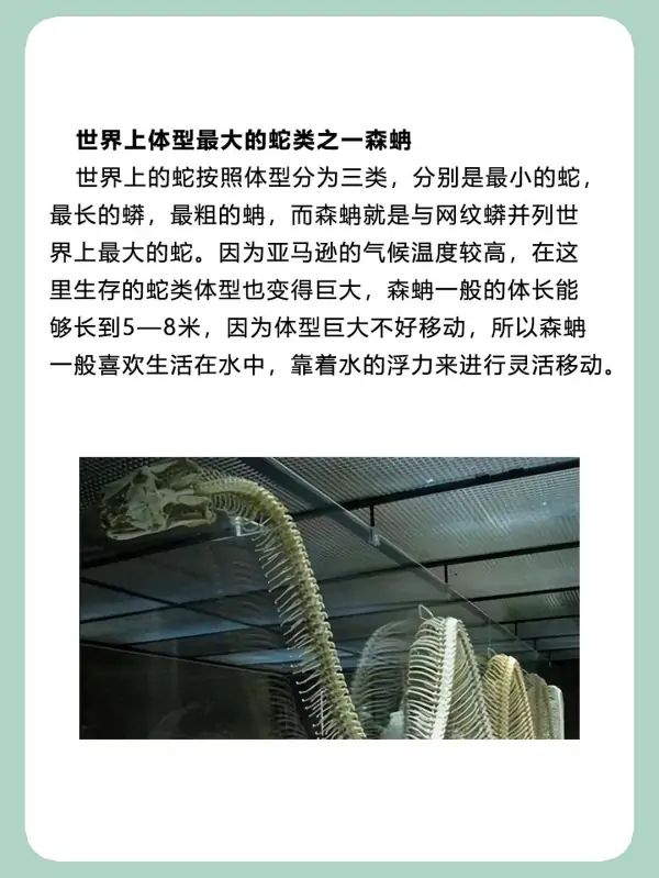 亚马逊河杀手排行榜(亚马逊河的读音是什么?)-第10张图片-波音达手游百科