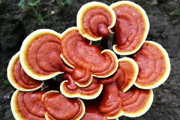 中国燕窝十大排名(中国灵芝十大排名)-第11张图片-波音达百科