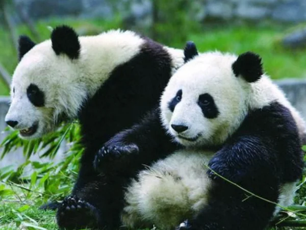 大熊猫吃人图片后果(大熊猫都吃什么)-第17张图片-波音达百科