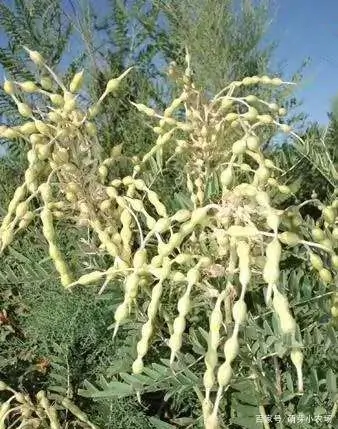 听说药材种植很火爆,药材种植回收靠谱吗?-第7张图片-波音达百科