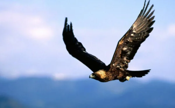 overhead在这是什么意思呢?overhead怎么记忆-第1张图片-波音达百科