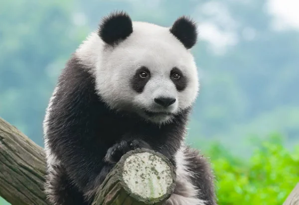 白鳍豚在什么时候灭绝的?白鳍豚灭绝了吗?现况如何?-第5张图片-波音达百科