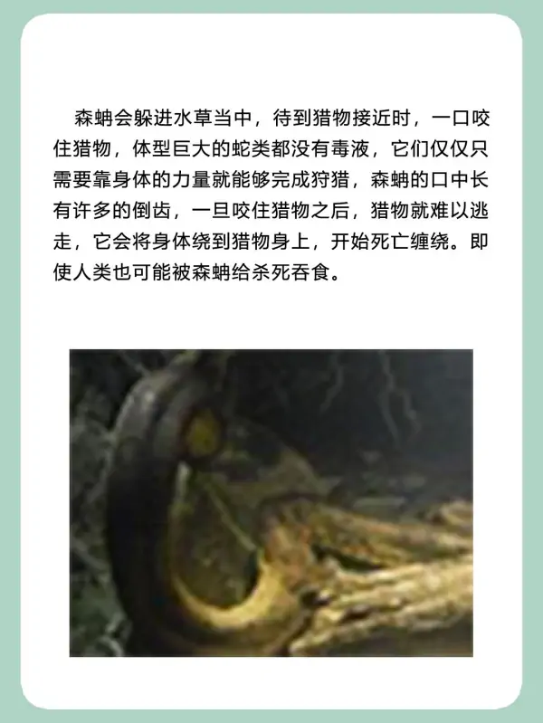 亚马逊河杀手排行榜(亚马逊河的读音是什么?)-第11张图片-波音达手游百科