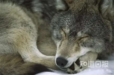 哈士奇和狼的区别在哪里?哈士奇和狼有什么区别啊?-第10张图片-波音达百科