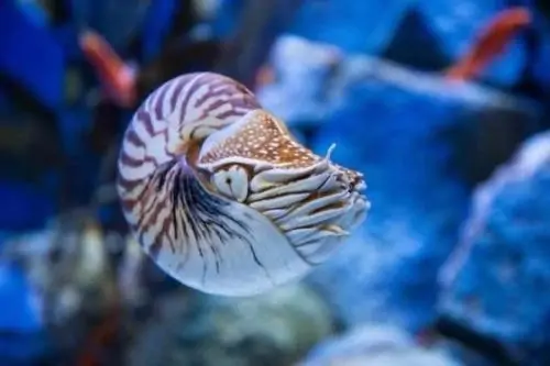 吊带鱼是深海鱼吗(带鱼是深海鱼类吗?)-第3张图片-波音达百科