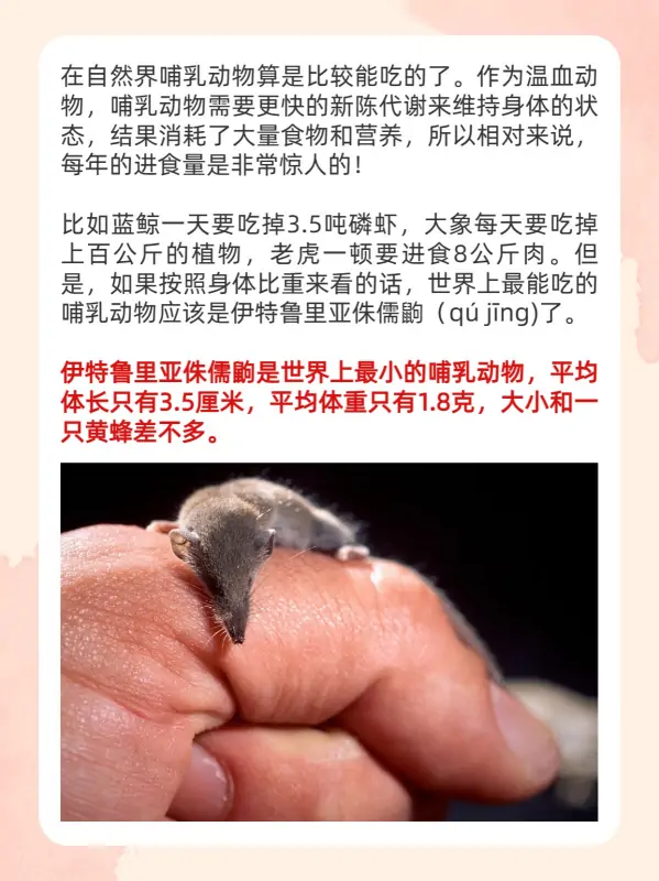 世界上更大的老鼠在哪里?世界上更大的老鼠叫什么东西?-第2张图片-波音达百科