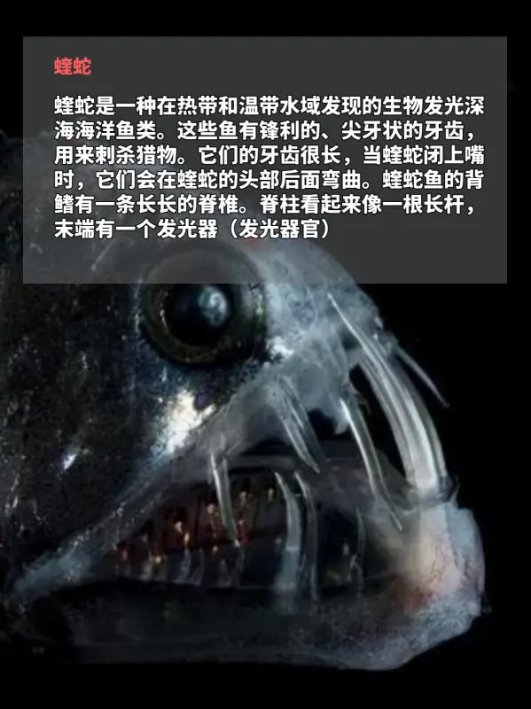 世界上鸟之最都有哪些(世界上最吓人的鸟是什么鸟呢?)-第10张图片-波音达百科
