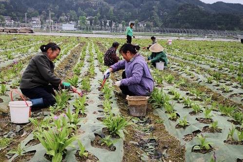 听说药材种植很火爆,药材种植回收靠谱吗?-第4张图片-波音达百科