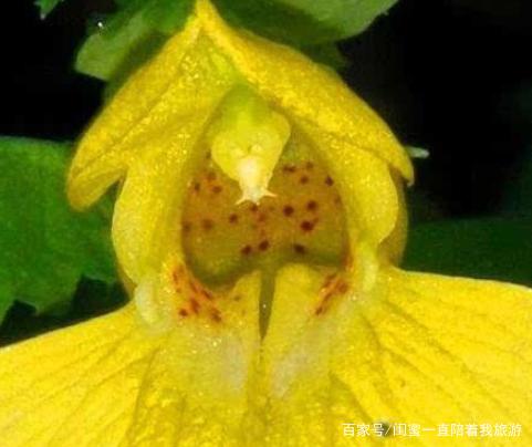 奇花异草的异是什么意思 奇花异草的异是什么-第3张图片-波音达百科