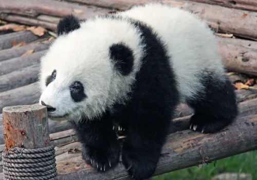 中东地区是哪啊?为什么这么叫啊?中东地区已什么命名的,为什么叫中东地区-第6张图片-波音达百科