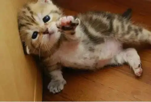 招财猫举左手右手分别代表什么 招财猫左右手代表的意思-第7张图片-波音达百科