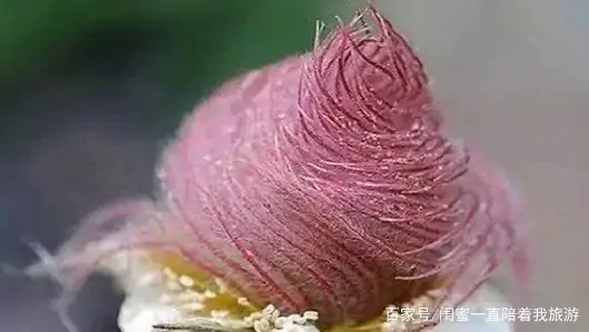 奇花异草的异是什么意思 奇花异草的异是什么-第9张图片-波音达百科