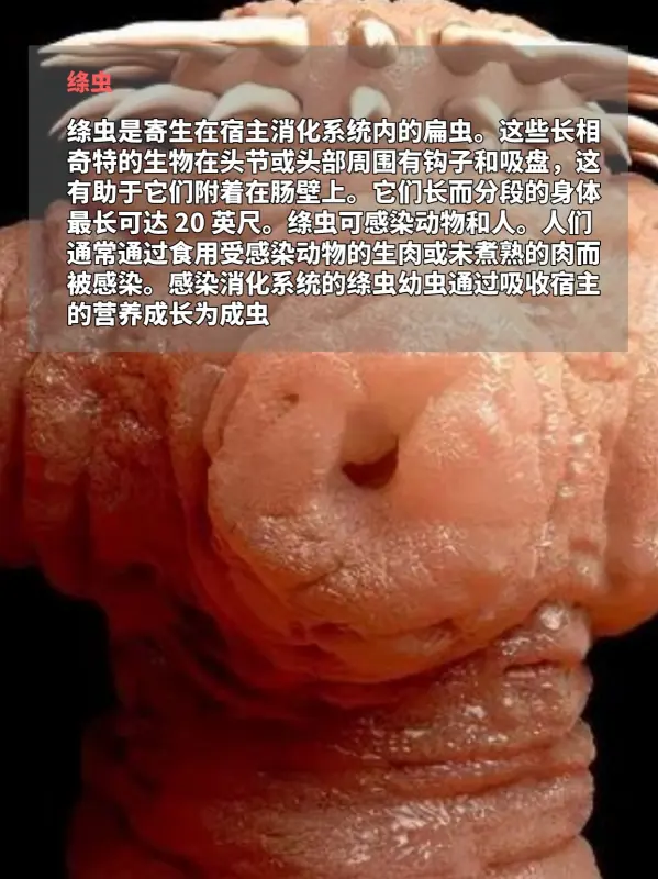 世界上鸟之最都有哪些(世界上最吓人的鸟是什么鸟呢?)-第7张图片-波音达百科