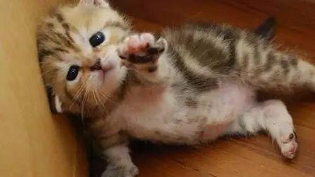 招财猫举左手右手分别代表什么 招财猫左右手代表的意思-第1张图片-波音达百科