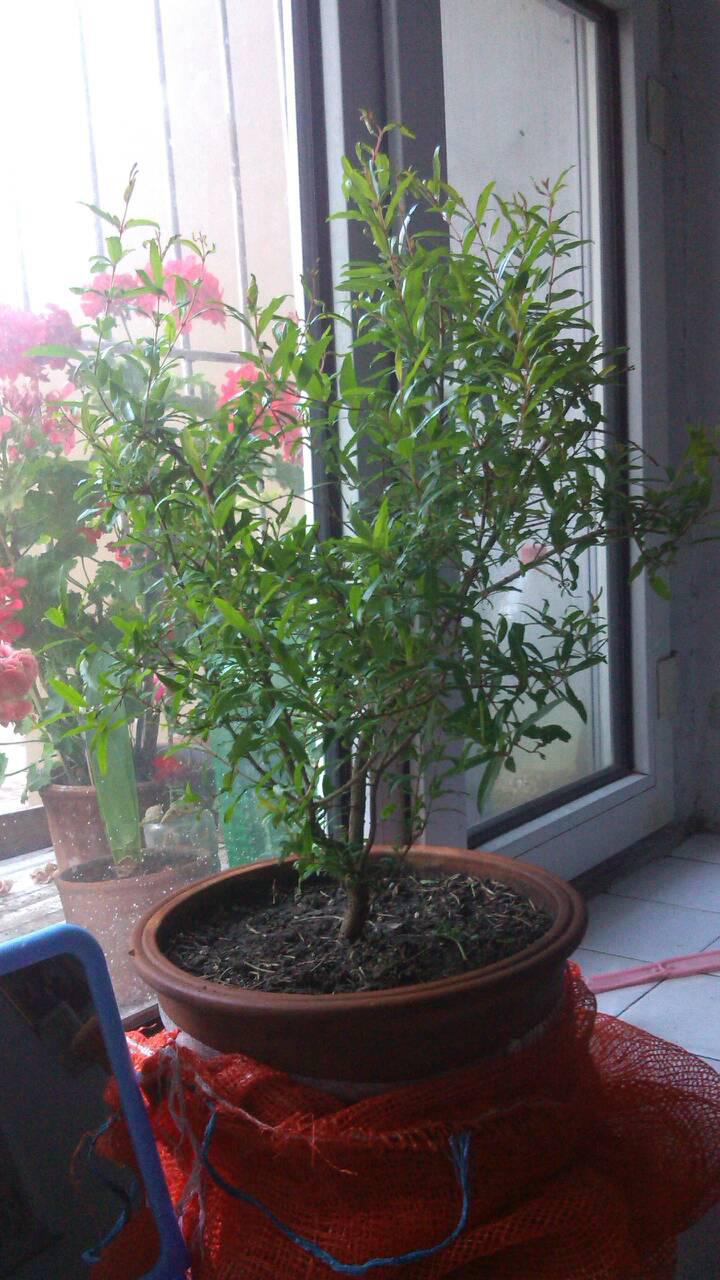 盆栽石榴花怎么养?石榴花什么时候开?石榴花什么时候开 石榴花要怎么养-第1张图片-波音达百科
