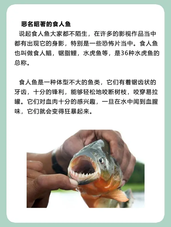亚马逊河杀手排行榜(亚马逊河的读音是什么?)-第4张图片-波音达手游百科