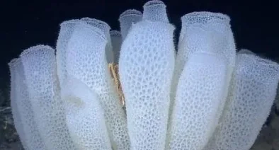 南极冰层下发现不明生物,它来自哪里?是如何生存的?-第11张图片-波音达百科