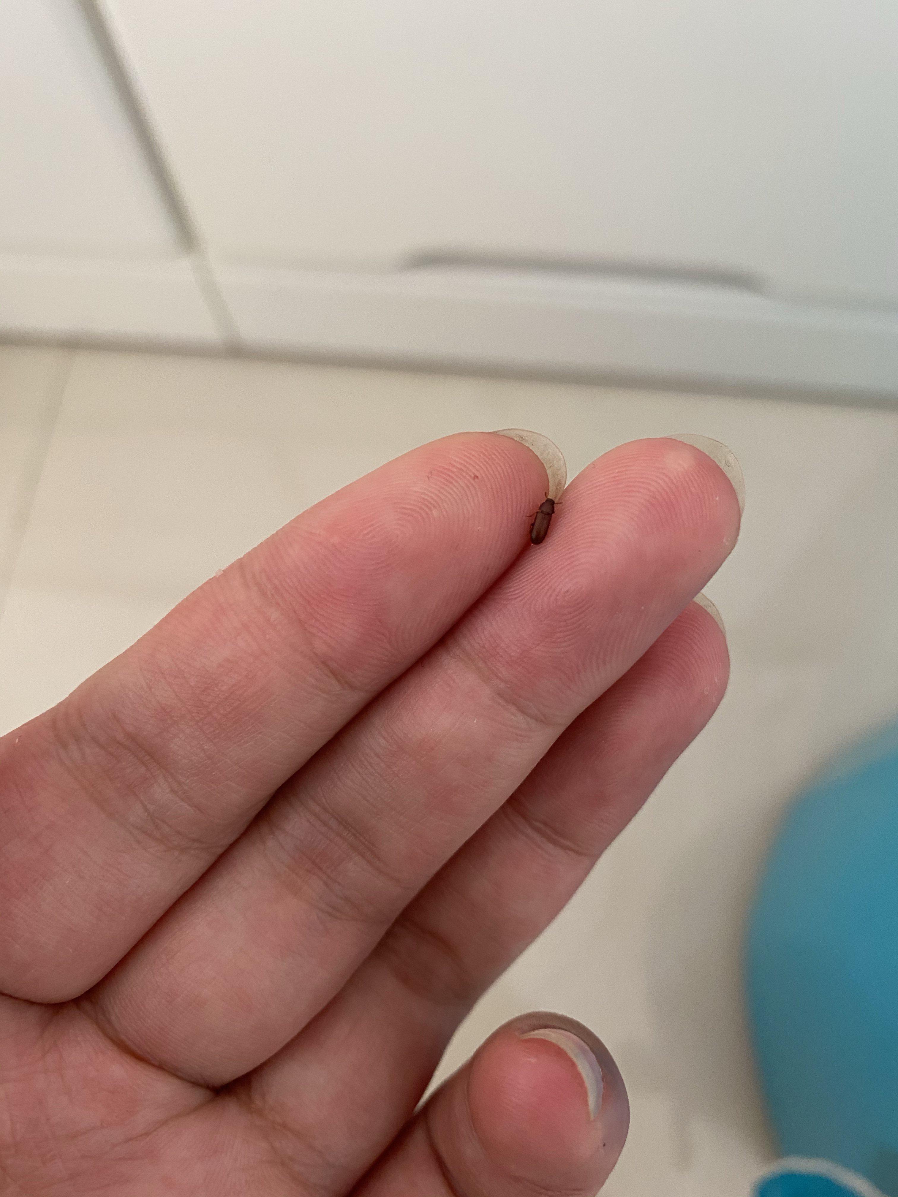 米虫的日子是什么意思(蛀米虫是什么意思)-第1张图片-波音达百科