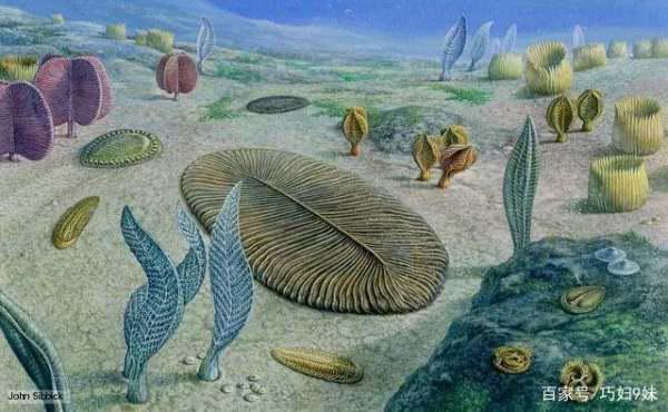 埃迪卡拉生物群出现于()。(为什么说埃迪卡拉生物群奇妙无比)-第10张图片-波音达百科