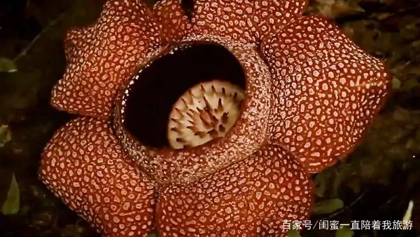 奇花异草的异是什么意思 奇花异草的异是什么-第12张图片-波音达百科