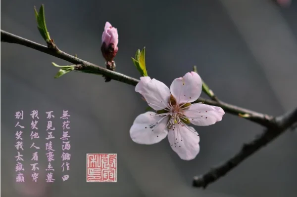 唐伯虎点秋香2之四大才子的介绍(唐伯虎点秋香之四大才子为什么看不了)-第3张图片-波音达百科