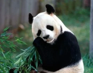 大熊猫吃人图片后果(大熊猫都吃什么)-第15张图片-波音达百科