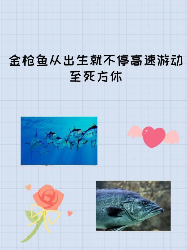 至死方休是什么意思 词语至死方休什么意思(我与人间至死方休什么意思)-第1张图片-波音达百科
