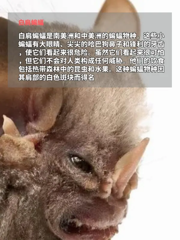 世界上鸟之最都有哪些(世界上最吓人的鸟是什么鸟呢?)-第5张图片-波音达百科