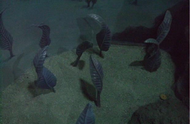 埃迪卡拉生物群出现于()。(为什么说埃迪卡拉生物群奇妙无比)-第2张图片-波音达百科