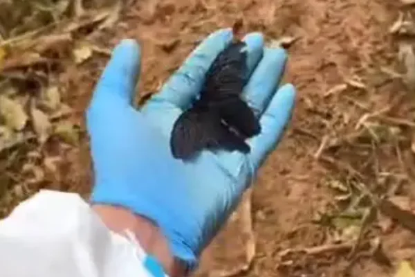 MU5735遇难多少人?东航MU5735坠机,是国内发生最惨烈的空难吗-第11张图片-波音达百科