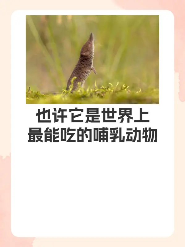 世界上更大的老鼠在哪里?世界上更大的老鼠叫什么东西?-第1张图片-波音达百科