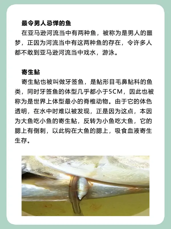 亚马逊河杀手排行榜(亚马逊河的读音是什么?)-第6张图片-波音达手游百科