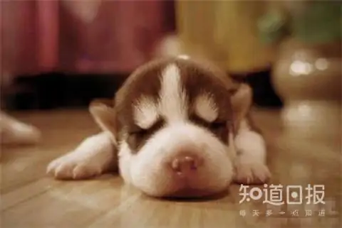 哈士奇和狼的区别在哪里?哈士奇和狼有什么区别啊?-第2张图片-波音达百科
