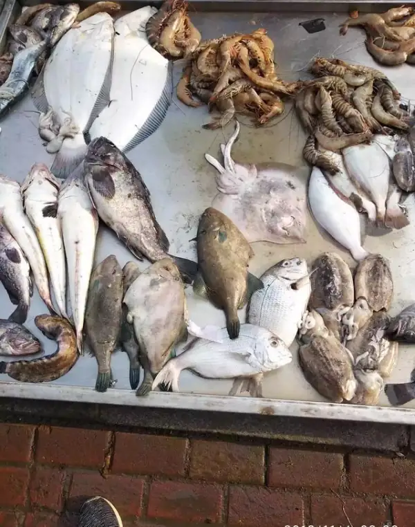 吊带鱼是深海鱼吗(带鱼是深海鱼类吗?)-第19张图片-波音达百科