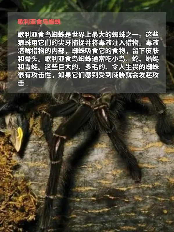 世界上鸟之最都有哪些(世界上最吓人的鸟是什么鸟呢?)-第9张图片-波音达百科