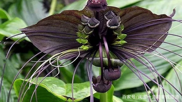 奇花异草的异是什么意思 奇花异草的异是什么-第7张图片-波音达百科