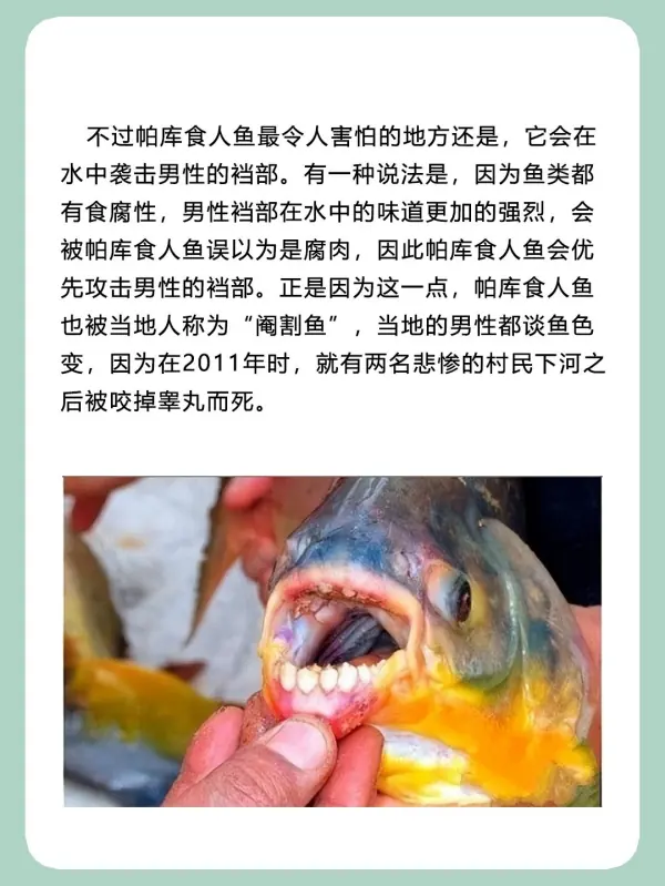亚马逊河杀手排行榜(亚马逊河的读音是什么?)-第9张图片-波音达手游百科