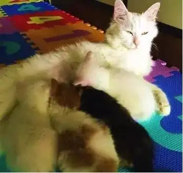 招财猫举左手右手分别代表什么 招财猫左右手代表的意思-第3张图片-波音达百科