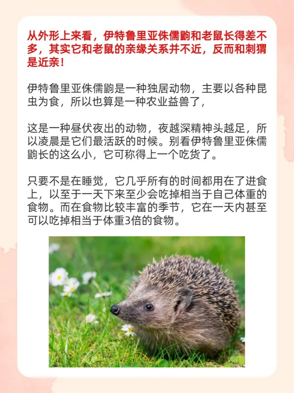 世界上更大的老鼠在哪里?世界上更大的老鼠叫什么东西?-第3张图片-波音达百科