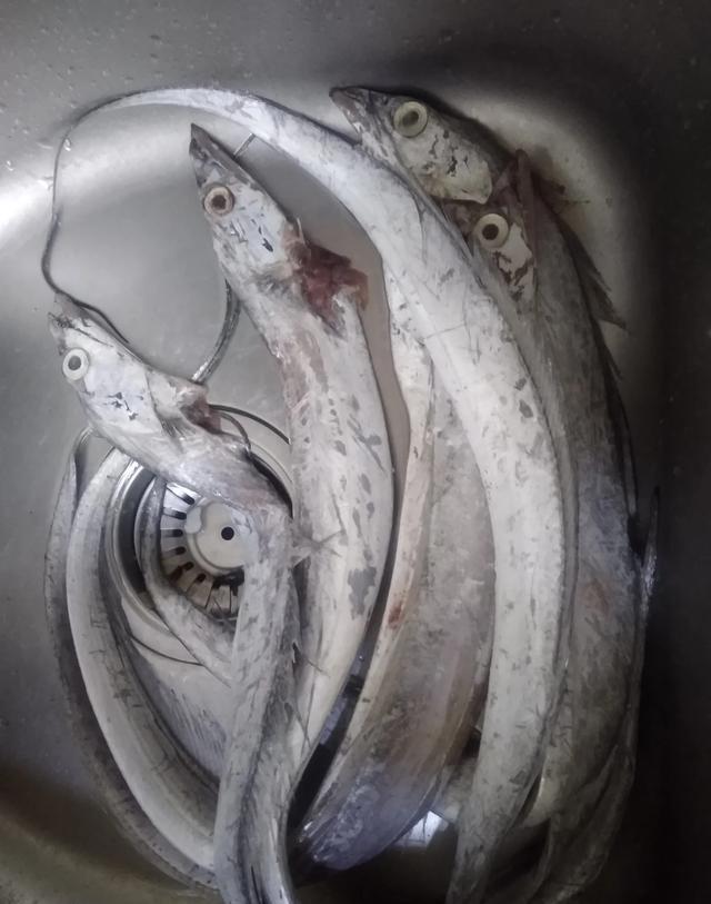 吊带鱼是深海鱼吗(带鱼是深海鱼类吗?)-第5张图片-波音达百科