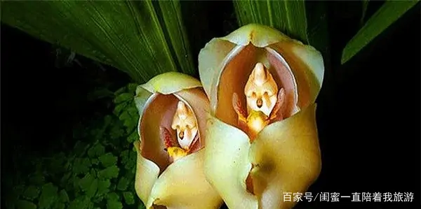 奇花异草的异是什么意思 奇花异草的异是什么-第8张图片-波音达百科