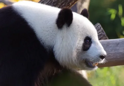 中东地区是哪啊?为什么这么叫啊?中东地区已什么命名的,为什么叫中东地区-第4张图片-波音达百科