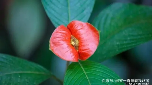 奇花异草的异是什么意思 奇花异草的异是什么-第10张图片-波音达百科