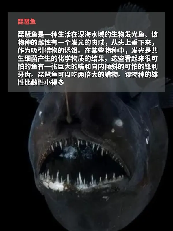 世界上鸟之最都有哪些(世界上最吓人的鸟是什么鸟呢?)-第8张图片-波音达百科