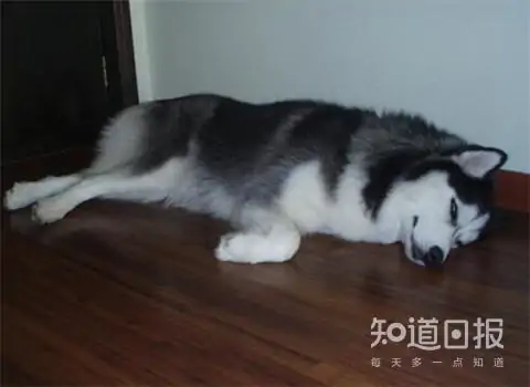 哈士奇和狼的区别在哪里?哈士奇和狼有什么区别啊?-第11张图片-波音达百科