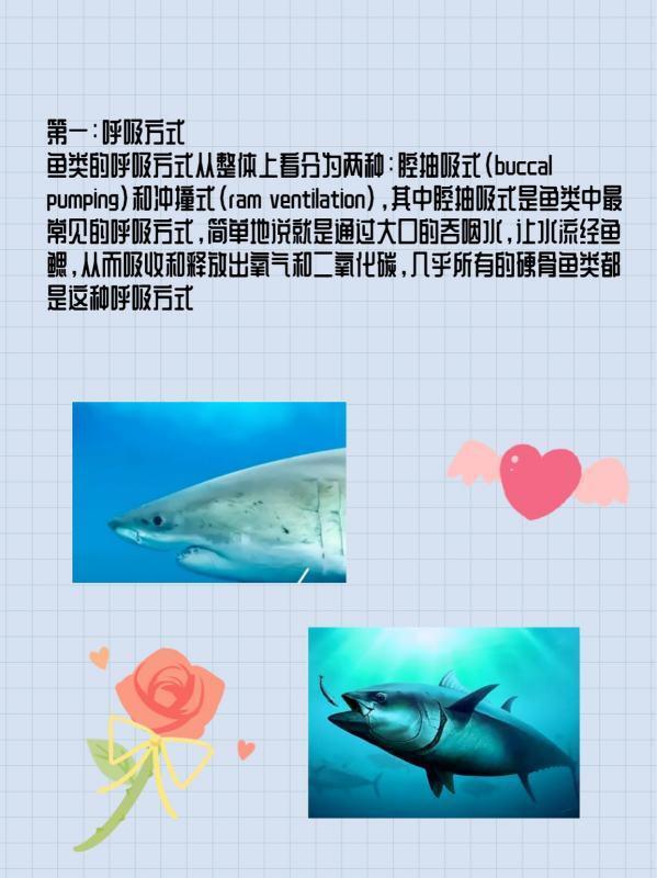 至死方休是什么意思 词语至死方休什么意思(我与人间至死方休什么意思)-第4张图片-波音达百科