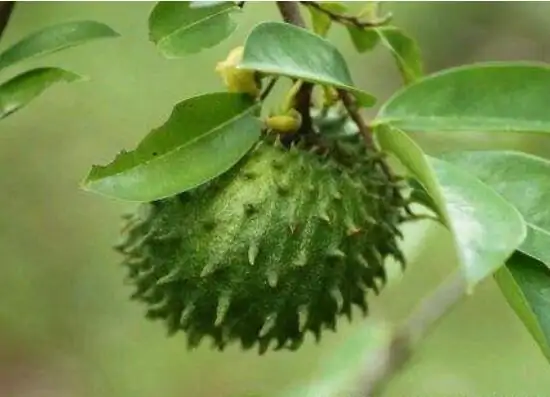 番荔枝该怎么吃(番荔枝怎么吃,番荔枝怎么吃图解,番荔枝的吃法)-第3张图片-波音达百科