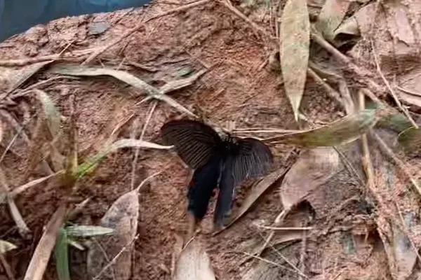 MU5735遇难多少人?东航MU5735坠机,是国内发生最惨烈的空难吗-第10张图片-波音达百科