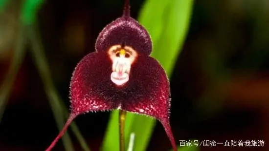 奇花异草的异是什么意思 奇花异草的异是什么-第5张图片-波音达百科